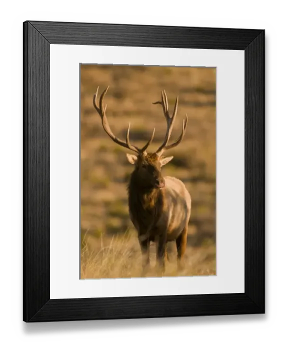 Framed Print : A large bull desert elk (Cervus elaphus) raw faced from feeding on prickly cactus Framed Print : A large bull desert elk (Cervus elaphus) raw faced from feeding on prickly cactus