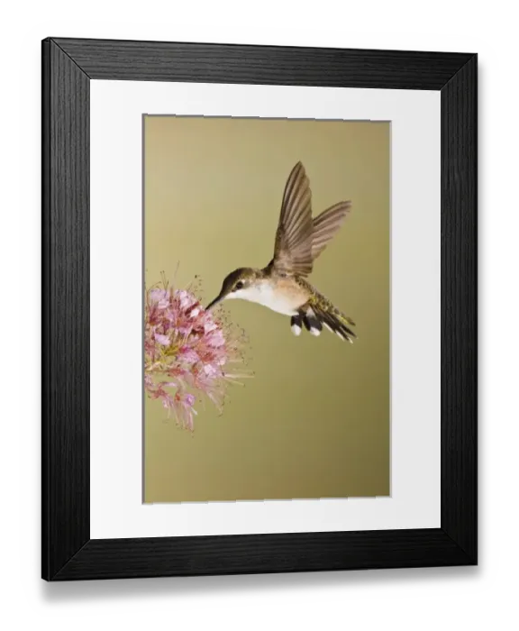 Framed Print : USA, North America, Texas