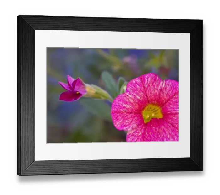 Framed Print : USA, Pennsylvania, Philadelphia. Close-up of pink flower at the Briar Bush Nature Center Framed Print : USA, Pennsylvania, Philadelphia. Close-up of pink flower at the Briar Bush Nature Center