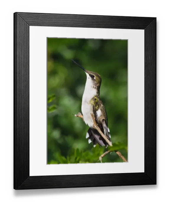 Framed Print : Ruby-throated Hummingbird (Archilochus colubris) adult female perched in tree, south Texas Framed Print : Ruby-throated Hummingbird (Archilochus colubris) adult female perched in tree, south Texas
