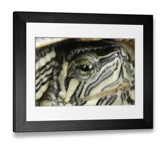 Framed Print : Cumberland Slider (Trachemys scripta troostii) Native to Cumberland and Tennessee River Framed Print : Cumberland Slider (Trachemys scripta troostii) Native to Cumberland and Tennessee River