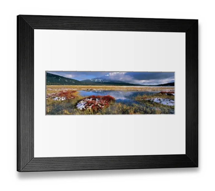 Framed Print : USA, Oregon, Sparks Meadow. Huckleberry and wild grasses fill Sparks Meadow in