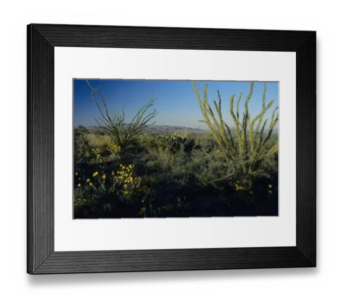 Framed Print : Ocotillo and Desert Marigold, Chihuahuan desert, Big Bend National Park, Texas, USA Framed Print : Ocotillo and Desert Marigold, Chihuahuan desert, Big Bend National Park, Texas, USA