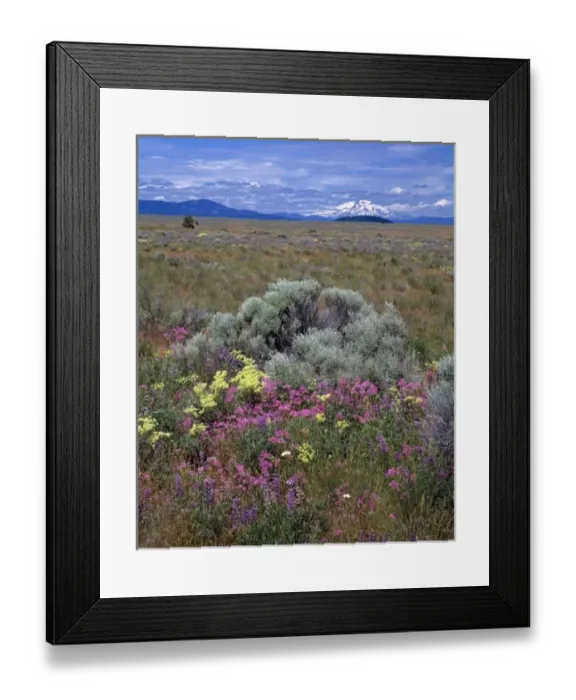 Framed Print : USA, Oregon, Mt Jefferson. The high desert area of central Oregon offers a variety of wildflowers