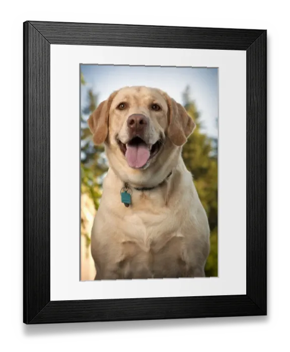 Framed Print : USA, Oregon, Keizer, Labrador Retriever (Canis lupis familiaris)