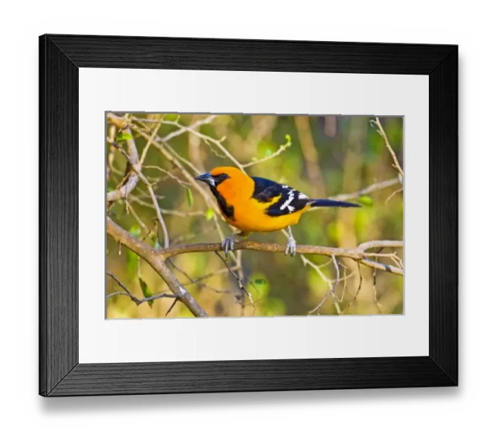 Framed Print : USA, North America, Texas Framed Print : USA, North America, Texas