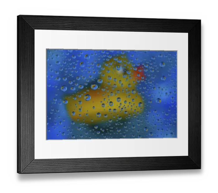 Framed Print : Rubber Duck with dew drops