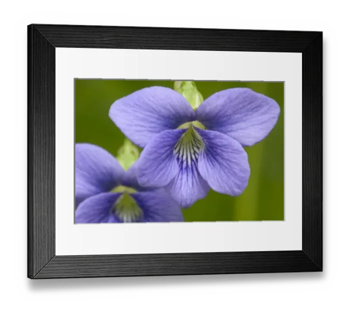 Framed Print : Common Blue Violet (Viola papilionaceae) Violet Family (Violaceae), Great Smoky Mountains Framed Print : Common Blue Violet (Viola papilionaceae) Violet Family (Violaceae), Great Smoky Mountains