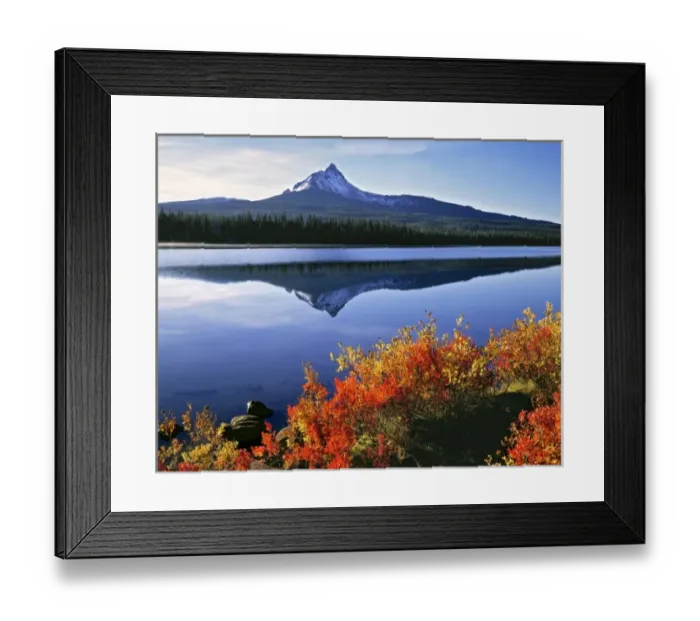 Framed Print : USA, Oregon, Big Lake & Mt Washington. Huckleberry leaves are touched by the orange of autumn Framed Print : USA, Oregon, Big Lake & Mt Washington. Huckleberry leaves are touched by the orange of autumn