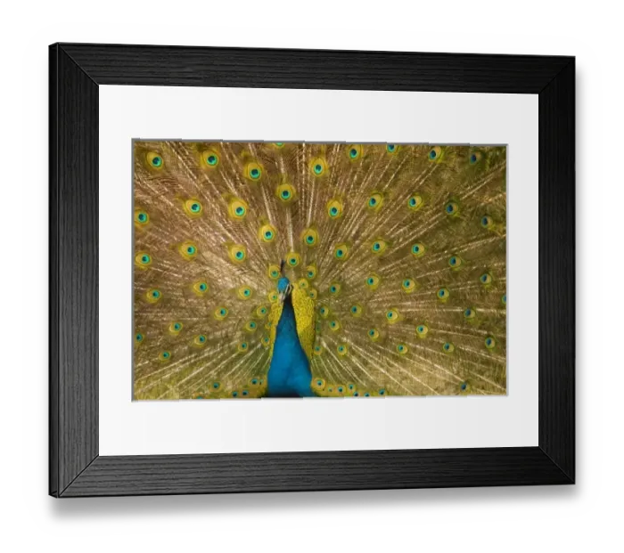 Framed Print : Common Peafowl (Pavo Cristatus) peacock displaying in courtship ritual. Captive Framed Print : Common Peafowl (Pavo Cristatus) peacock displaying in courtship ritual. Captive