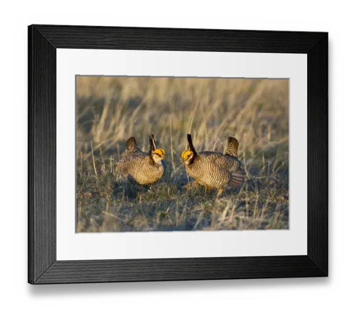 Framed Print : USA, North America, Texas Framed Print : USA, North America, Texas
