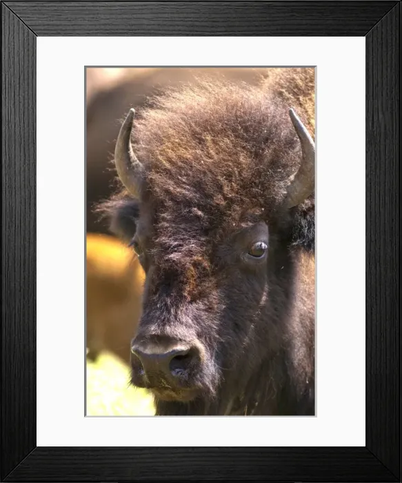 Framed Print : Oklahoma. Buffalo Framed Print : Oklahoma. Buffalo