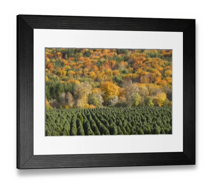 Framed Print : USA, North America, Oregon