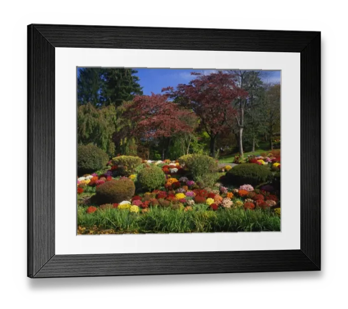Framed Print : USA, New York, Saugerties, Seamon Park. Autumn display of chrysanthemum flowers Framed Print : USA, New York, Saugerties, Seamon Park. Autumn display of chrysanthemum flowers