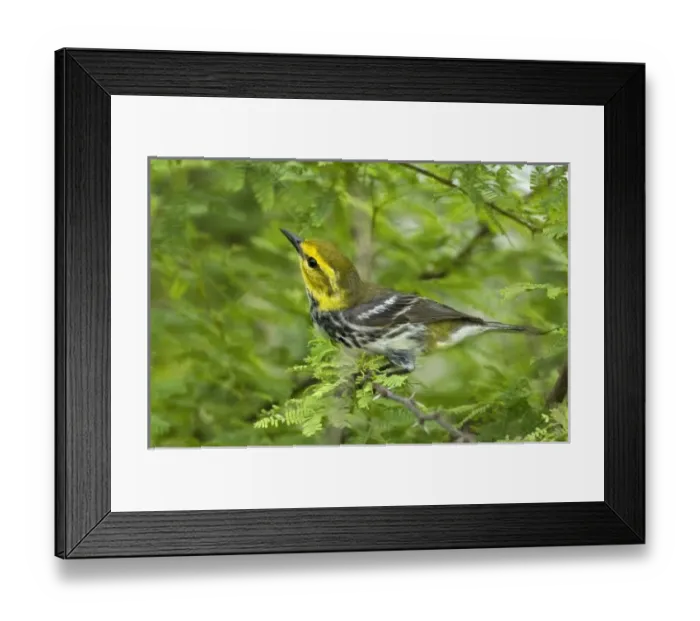 Framed Print : USA, North America, Texas