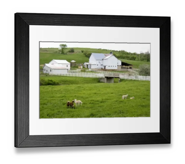 Framed Print : Sheep in the grass on a farm near Berlin, Ohio