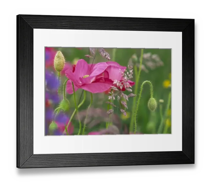 Framed Print : USA, Washington, Bellingham, Close-up of Shirley poppies (Papaver rhoeas)