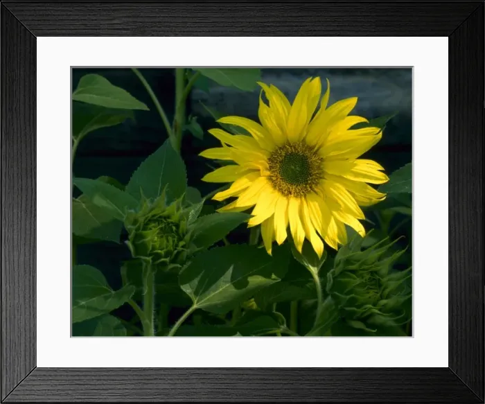 Framed Print : UTAH. USA. Sunflower (Helianthus annuus) along rural fencerow. Cache Valley Framed Print : UTAH. USA. Sunflower (Helianthus annuus) along rural fencerow. Cache Valley