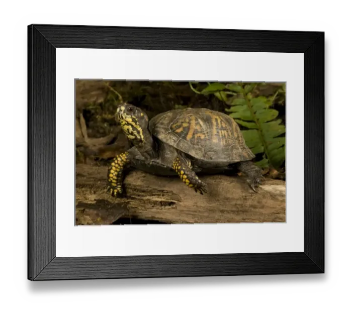 Framed Print : Eastern Box Turtle, Terrapene c. carolina, Central Pennsylvania. A common turtle in the Eastern USA
