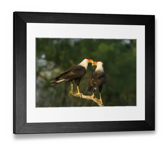 Framed Print : USA, Texas, Rio Grande Valley, Starr County. Crested caracara pair on dead snag Framed Print : USA, Texas, Rio Grande Valley, Starr County. Crested caracara pair on dead snag