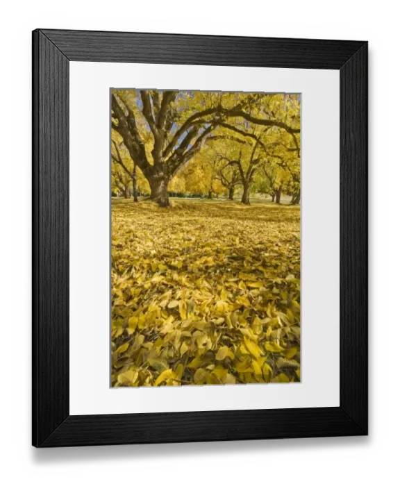 Framed Print : USA, North America, Oregon Framed Print : USA, North America, Oregon