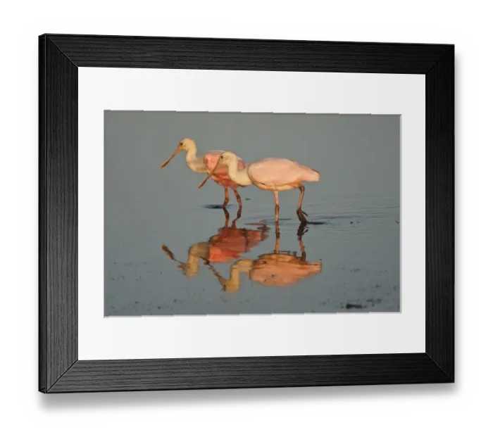Framed Print : Roseate Spoonbill (Ajaia ajaja) feeding and feeding in the Laguna Madre at sunrise Framed Print : Roseate Spoonbill (Ajaia ajaja) feeding and feeding in the Laguna Madre at sunrise