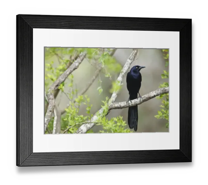 Framed Print : USA, Texas, Laguna Atascosa National Wildlife Refuge, male Great-tailed Grackle Framed Print : USA, Texas, Laguna Atascosa National Wildlife Refuge, male Great-tailed Grackle