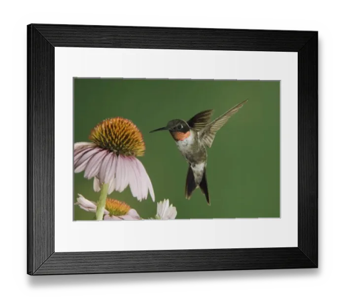 Framed Print : USA, North America, Texas