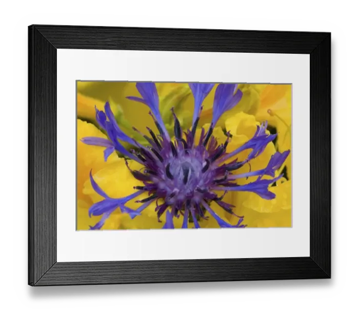 Framed Print : Bachelors Button with backdrop of yellow Azelea, Sammamish Washington