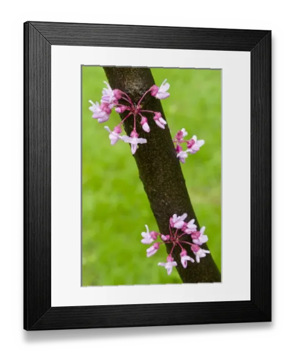 Framed Print : USA, North America, Ohio