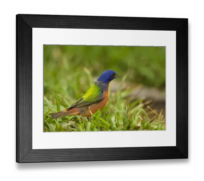 Framed Print : USA, North America, Texas Framed Print : USA, North America, Texas