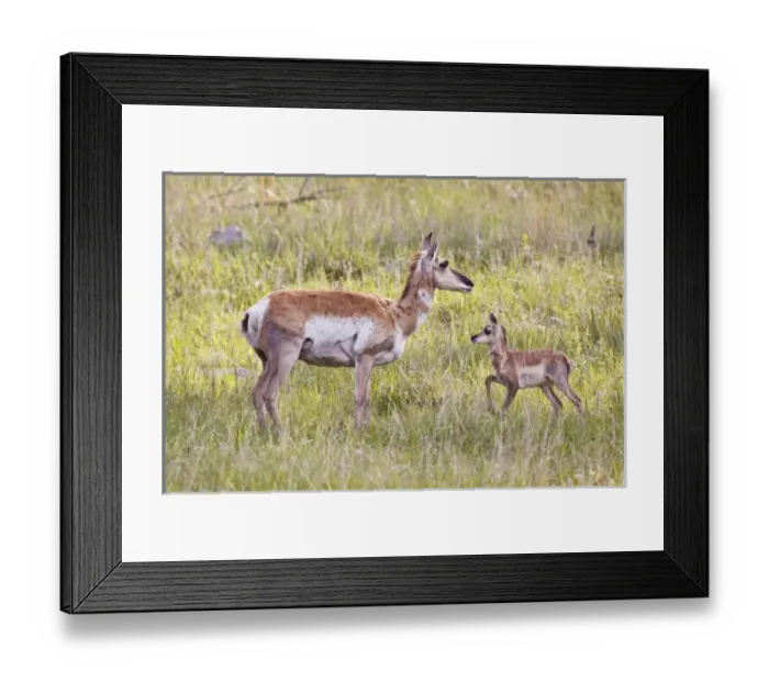 Framed Print : USA, North America, South Dakota Framed Print : USA, North America, South Dakota
