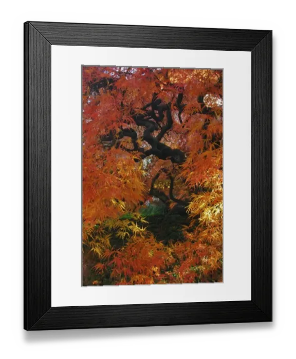 Framed Print : USA, Oregon, Portland. Lace leaf Japanese maple tree in garden Framed Print : USA, Oregon, Portland. Lace leaf Japanese maple tree in garden