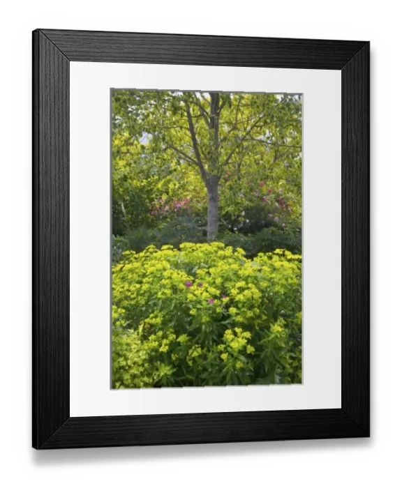 Framed Print : USA, North America, Washington