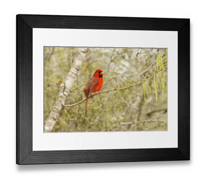 Framed Print : USA, North America, Texas Framed Print : USA, North America, Texas