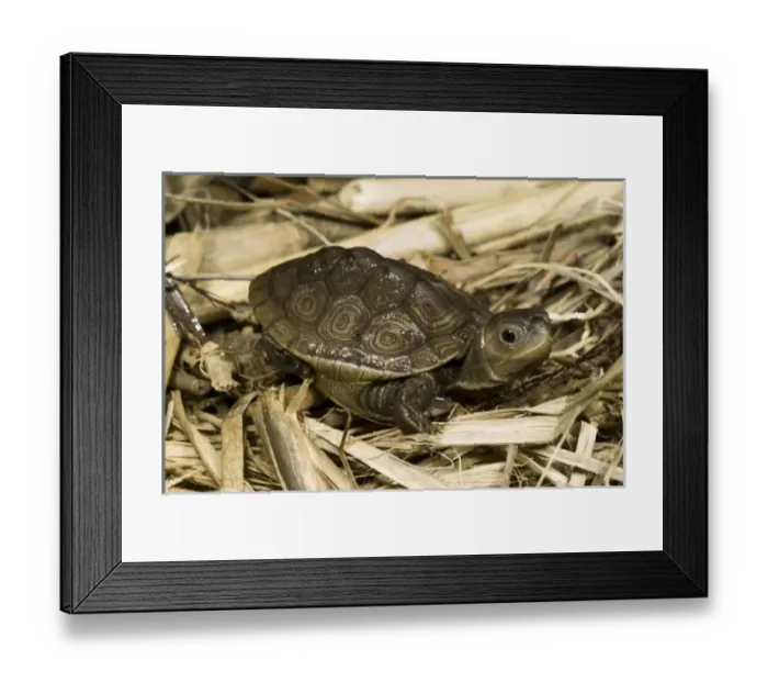 Framed Print : USA, North America, Pennsylvania