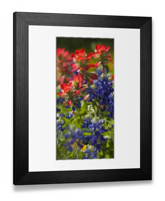 Framed Print : Blue Bonnets and Indian Paint Brush Texas Hill Country Framed Print : Blue Bonnets and Indian Paint Brush Texas Hill Country