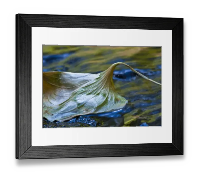 Framed Print : USA, Oregon, Sweet Creek. Leaf floats in the creek in summer Framed Print : USA, Oregon, Sweet Creek. Leaf floats in the creek in summer