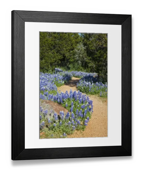 Framed Print : Texas Hill Country, USA. Trail leading through the Texas Bluebonnets Framed Print : Texas Hill Country, USA. Trail leading through the Texas Bluebonnets