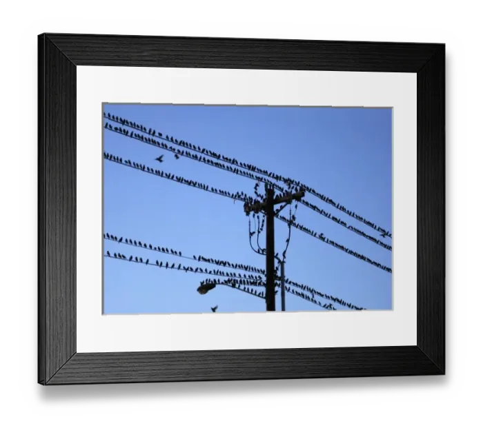 Framed Print : USA, Oregon, Portland. Starling birds sitting on power lines and pole above city street Framed Print : USA, Oregon, Portland. Starling birds sitting on power lines and pole above city street