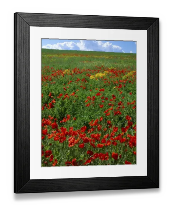 Framed Print : UTAH. USA. Naturalized corn poppies (Papaver rhoeas). Cache Valley Framed Print : UTAH. USA. Naturalized corn poppies (Papaver rhoeas). Cache Valley