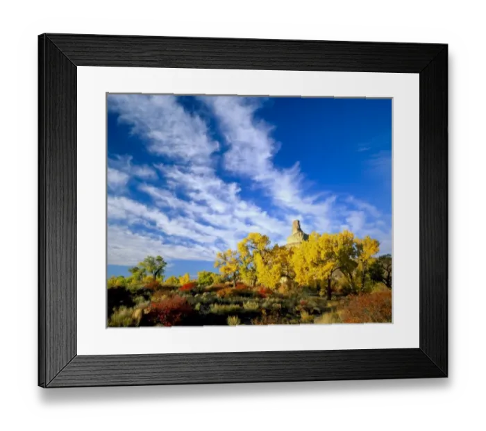Framed Print : Utah, Cottonwoods (Populus fremontii), squawbush (Rhus trilobata), & rabbitbrush