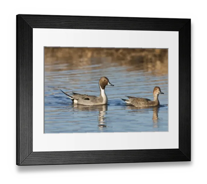 Framed Print : Baskett Slough National Wildlife Refuge, Oregon a pair of Northern Pintails (Anas acuta) Framed Print : Baskett Slough National Wildlife Refuge, Oregon a pair of Northern Pintails (Anas acuta)