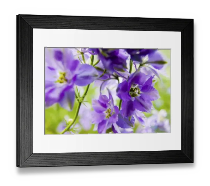Framed Print : North America, USA, Oregon, Willamette Valley, Larkspur Close up growing in Mass Framed Print : North America, USA, Oregon, Willamette Valley, Larkspur Close up growing in Mass