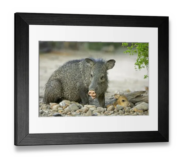 Framed Print : USA, North America, Texas