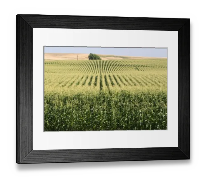 Framed Print : USA, North America, Washington