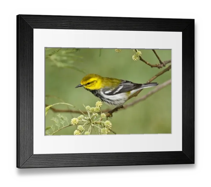 Framed Print : USA, North America, Texas