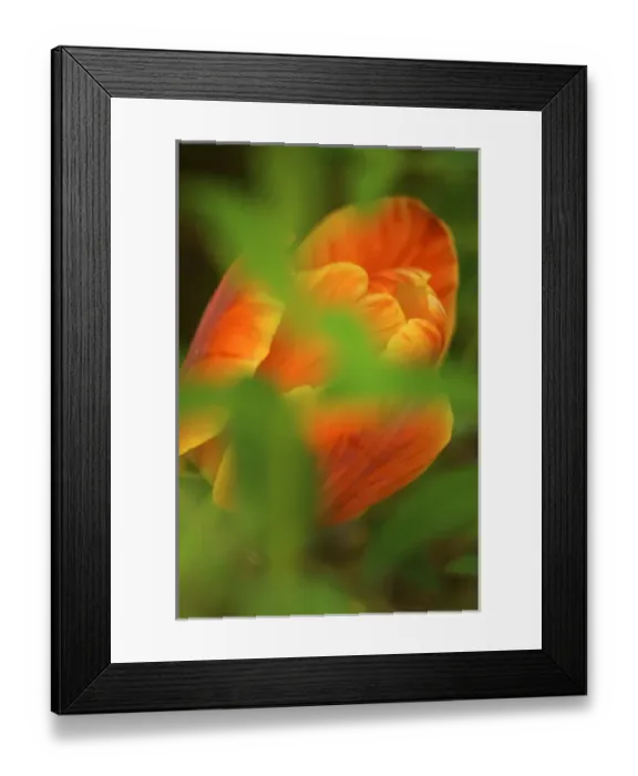 Framed Print : USA, Virginia, Arlington, closeup of orange tulip Framed Print : USA, Virginia, Arlington, closeup of orange tulip
