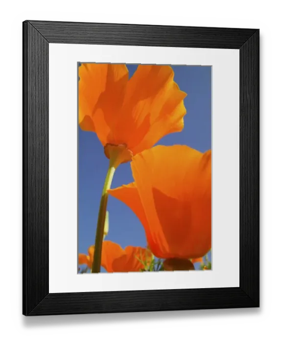 Framed Print : USA, Oregon, Willamette Valley, Close UP of California Poppy With Blue Sky Framed Print : USA, Oregon, Willamette Valley, Close UP of California Poppy With Blue Sky