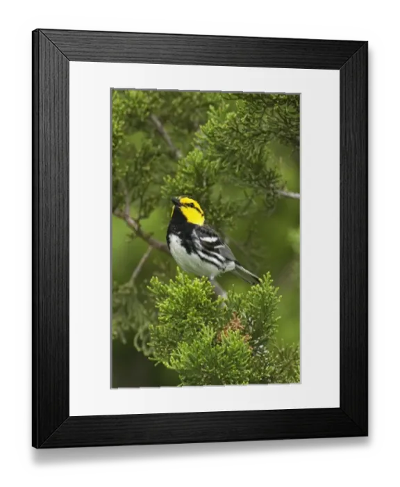 Framed Print : USA, Texas, Hill Country, Mike Murphy Ranch. Close-up of endangered golden-cheek Framed Print : USA, Texas, Hill Country, Mike Murphy Ranch. Close-up of endangered golden-cheek
